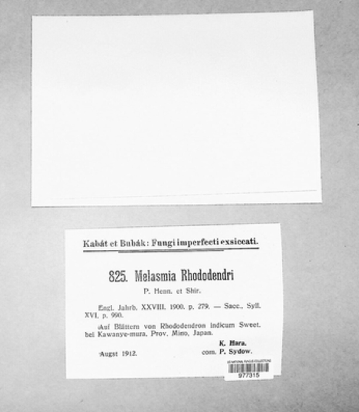 Melasmia rhododendri image
